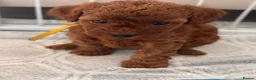 Toy Poodle dogs for sale: BEAUTIFUL QUALITY ASIAN TOY CAVAPOO PUPPIES - Advert 8