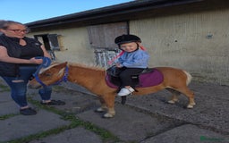 Shetland pony horses for sale: Beautiful 7h Mini shetland Gelding  - Image 20