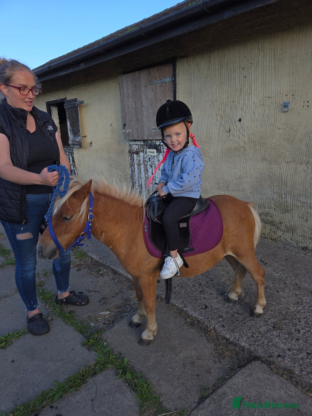 Shetland pony horses for sale: Beautiful 7h Mini shetland Gelding  - Image 20