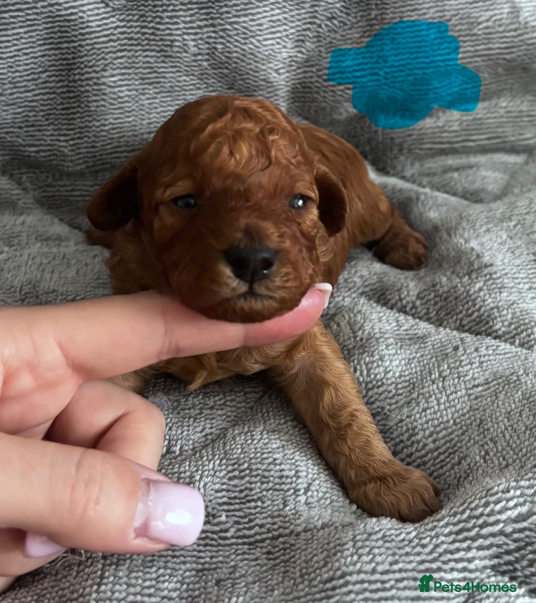 Cockapoo dogs ❤️TOY DEEP RED COCKAPOOS❤️ - Advert 7
