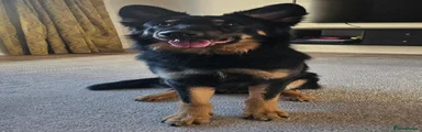 German Shepherd 1