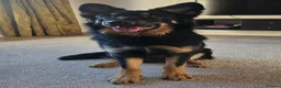 German Shepherd dogs for sale: German shepherd for rehome  - Advert 2
