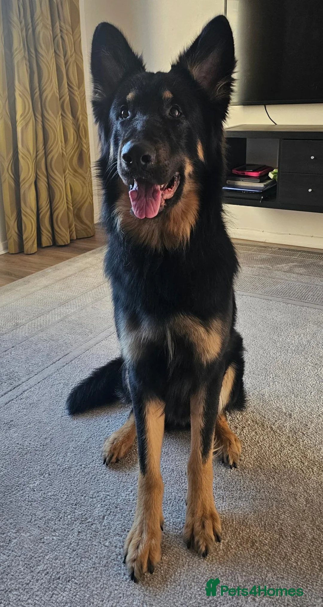 German Shepherd dogs for sale: German shepherd for rehome  - Advert 2