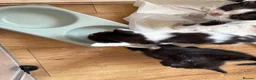 Mixed Breed cats for sale: *ready to leave* Beautiful part ragdoll kittens  - Advert 17