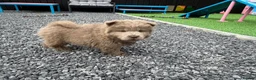 Chow Chow dogs for sale: Stunning exotic colour chowski puppies for sale  - Advert 16