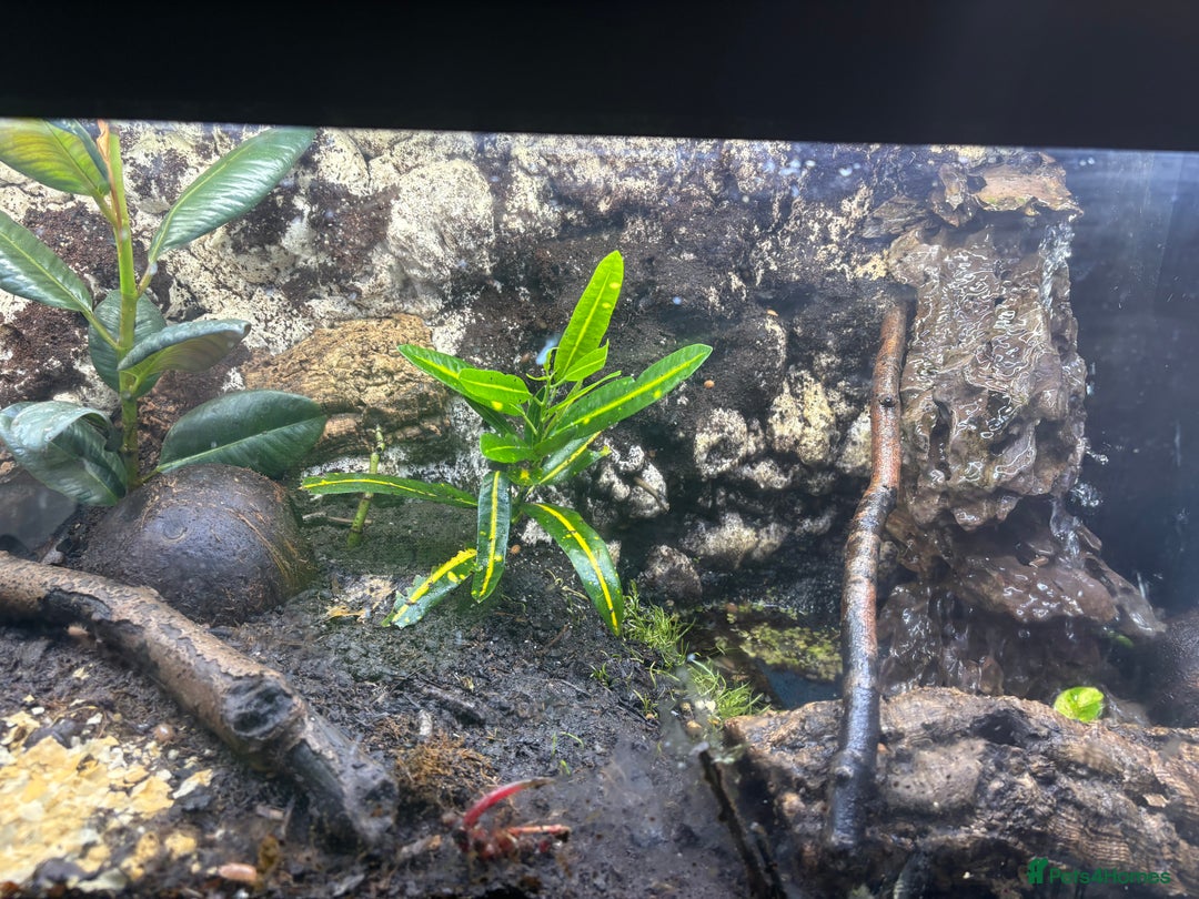 Frog reptiles for sale: Fish tank/reptile tank  - Image 2