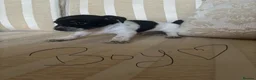 Jack Russell dogs for sale: Stunning litter of jackrussels  - Advert 23