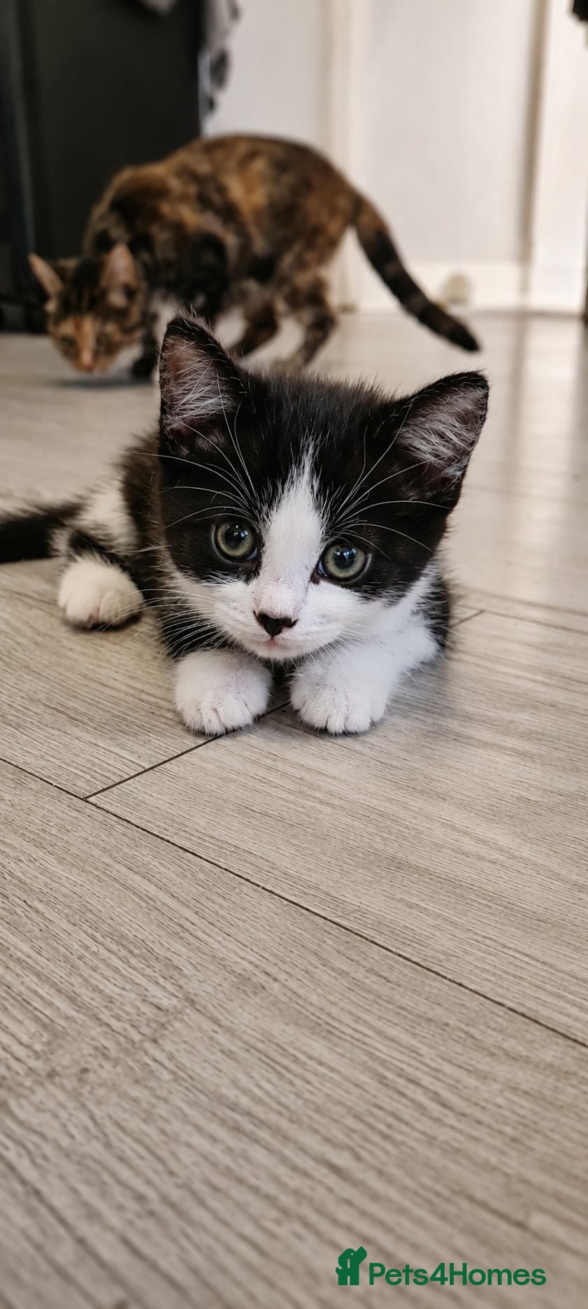 Mixed Breed cats Sweet kitten female  - Advert 1