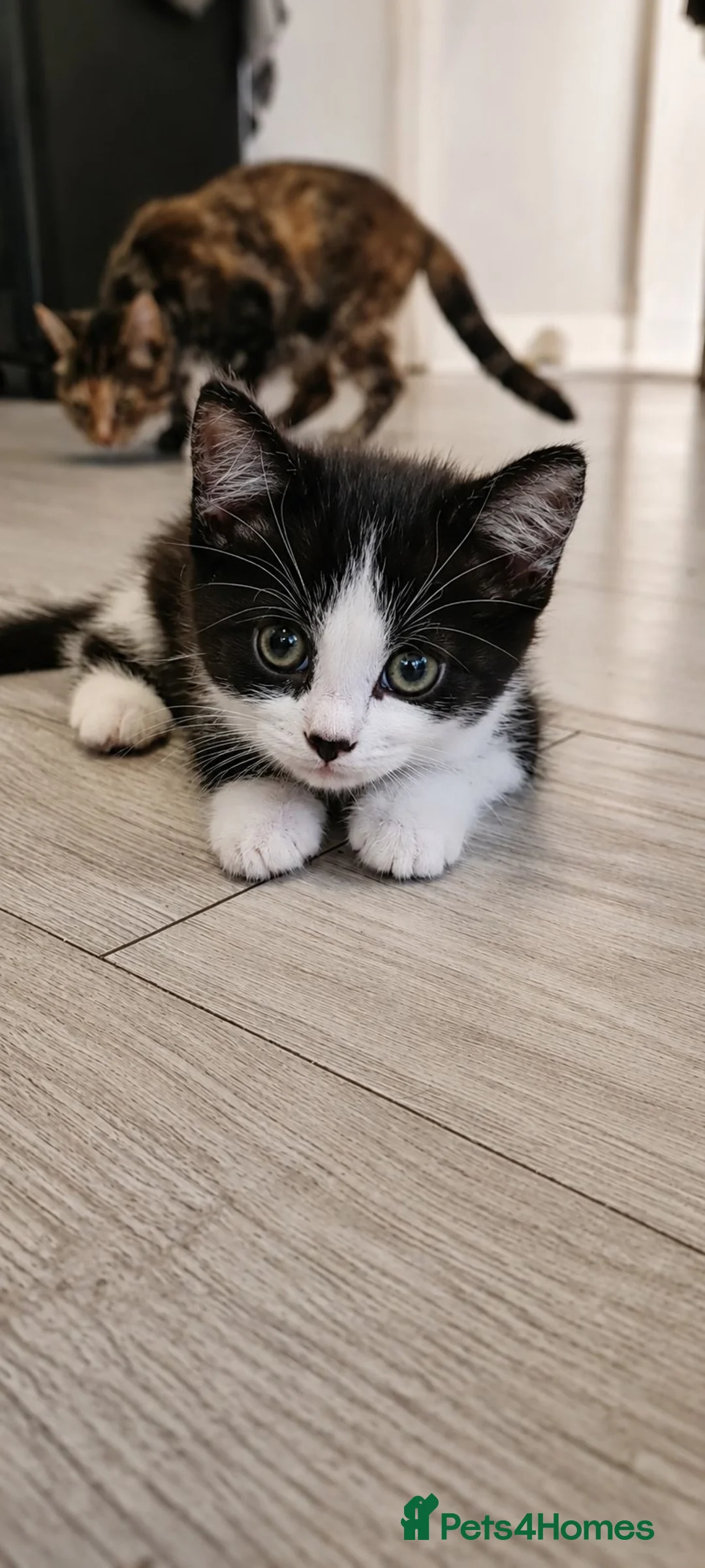 Mixed Breed cats for sale: Sweet kitten female  - Advert 1