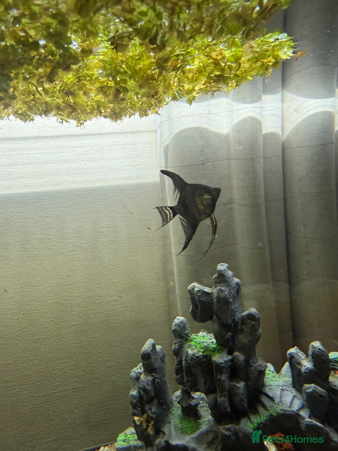 Angelfish fish for sale: Free Red pleco and angelfish  - Advert 5