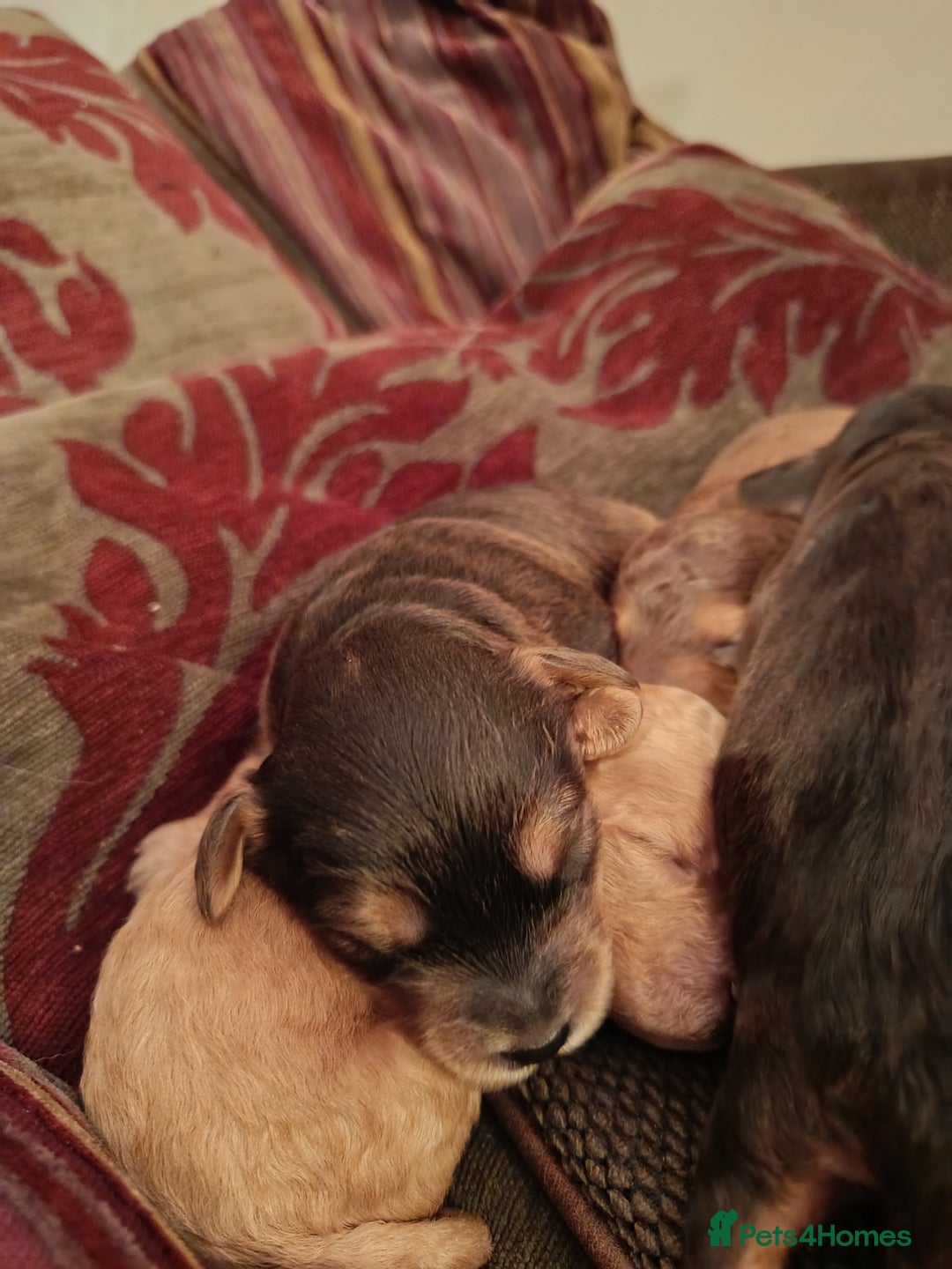 Cockapoo dogs for sale: F1b Cockapoos  - Advert 4