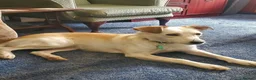 Mixed Breed dogs for adoption: Meet Elena, currently residing in Sheffield  in Sheffield - Advert 9