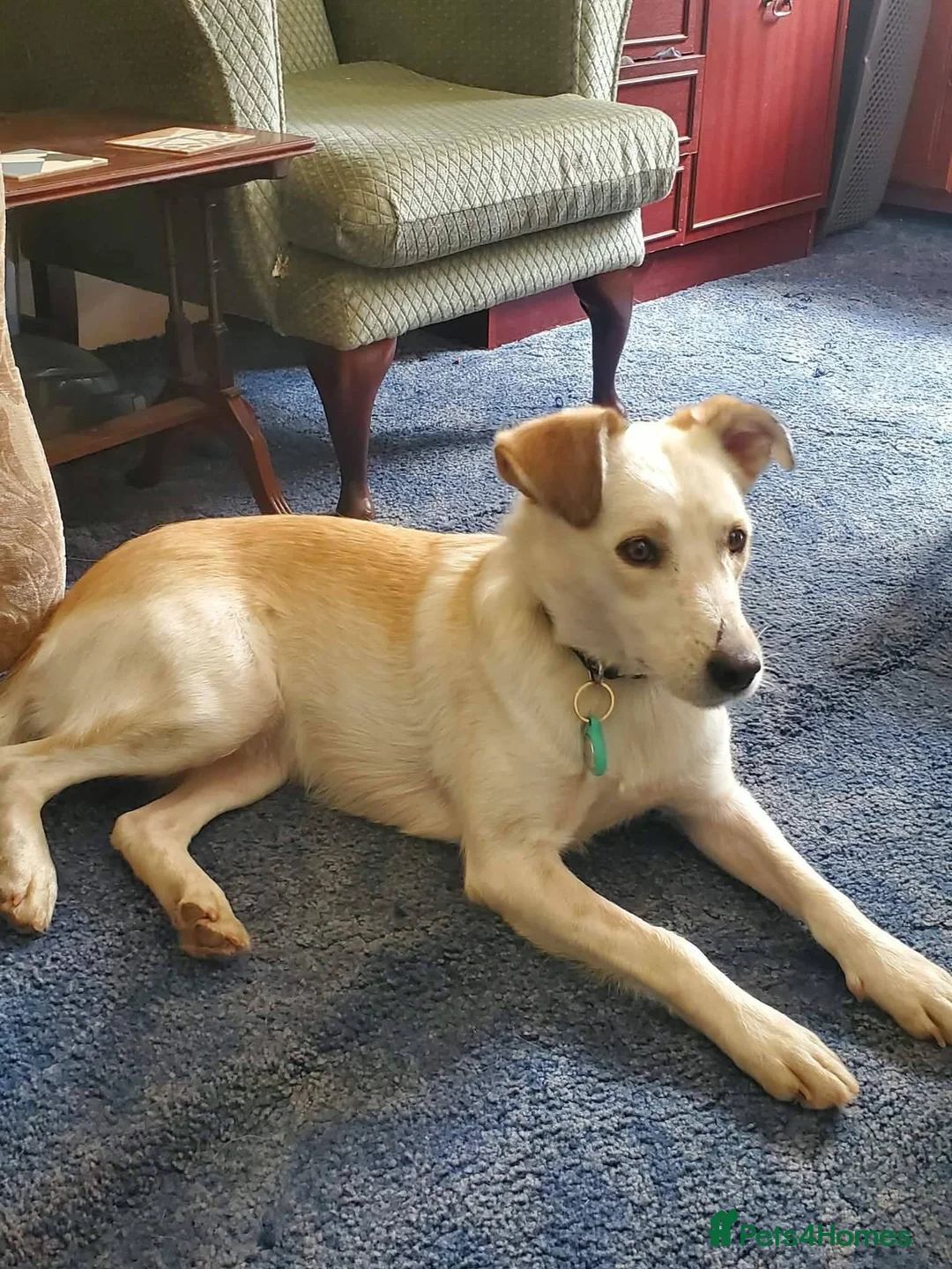 Mixed Breed dogs for adoption: Meet Elena, currently residing in Sheffield  in Sheffield - Advert 9