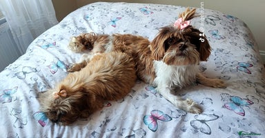 Shih Tzu dogs - Advert 5