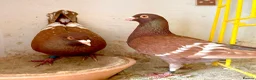 Pigeons birds for sale: Piegons in London - Advert 10
