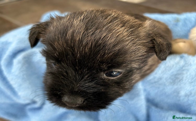 Cairn Terrier dogs - Advert 1