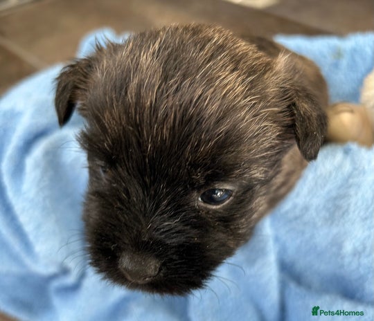 Cairn Terrier dogs - Advert 4