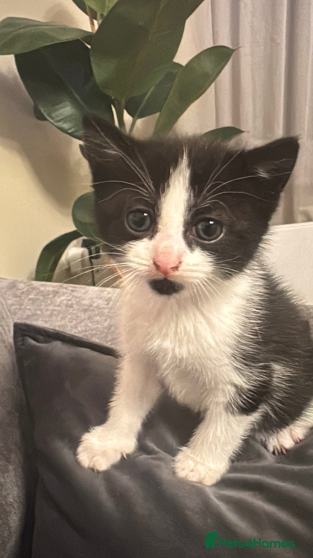 Mixed Breed cats for sale: 3 Beautiful kittens available - Advert 18