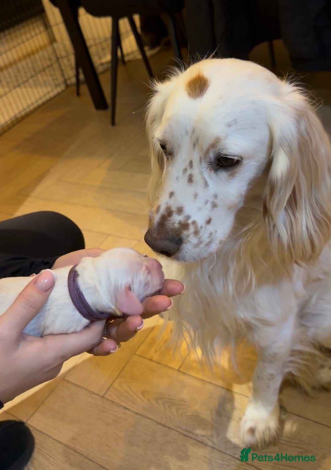Cocker Spaniel dogs for sale: Cocker Spaniel Puppies - Advert 13