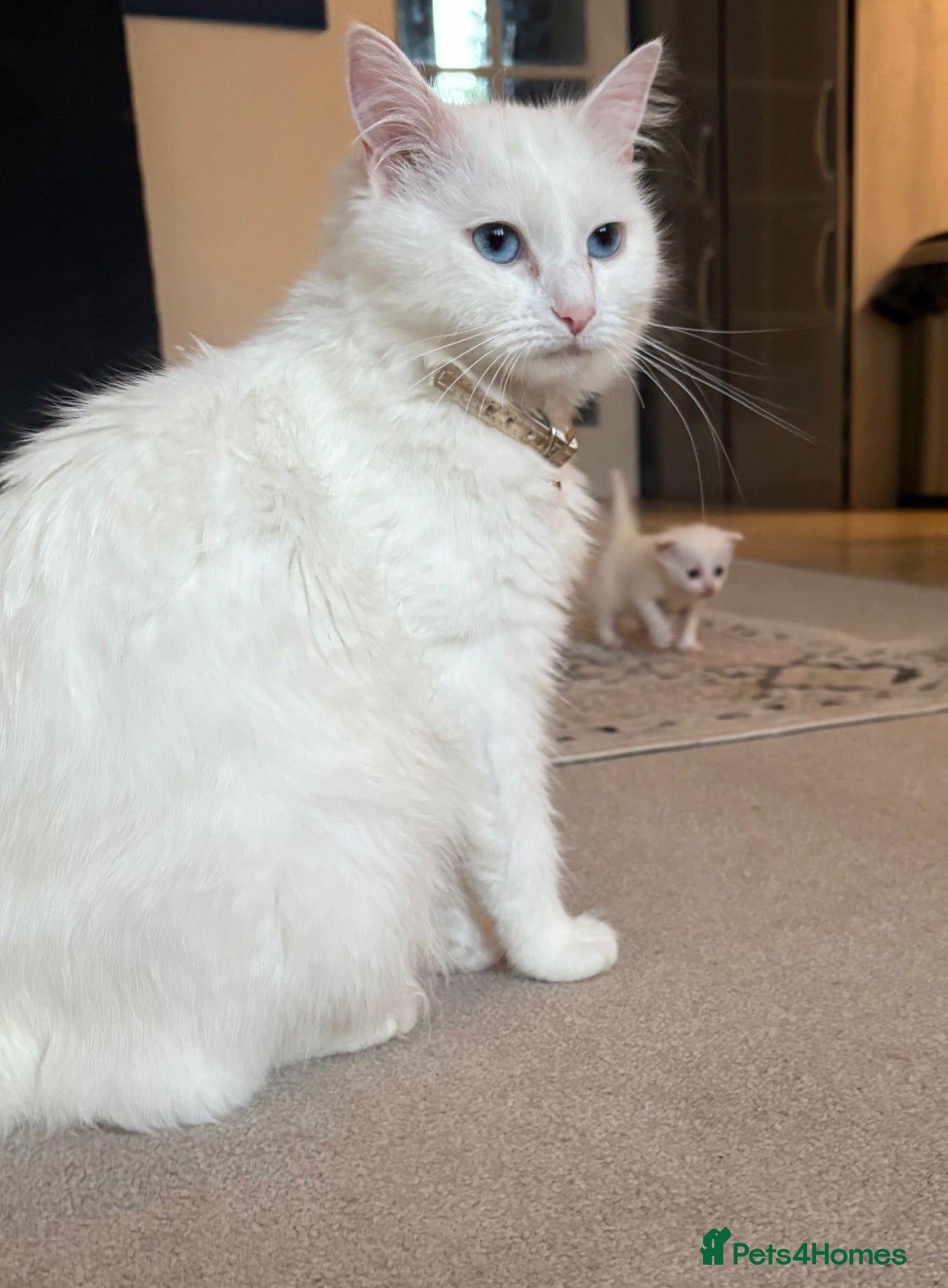 Turkish Angora cats Turkish Angora Cross - Advert 4