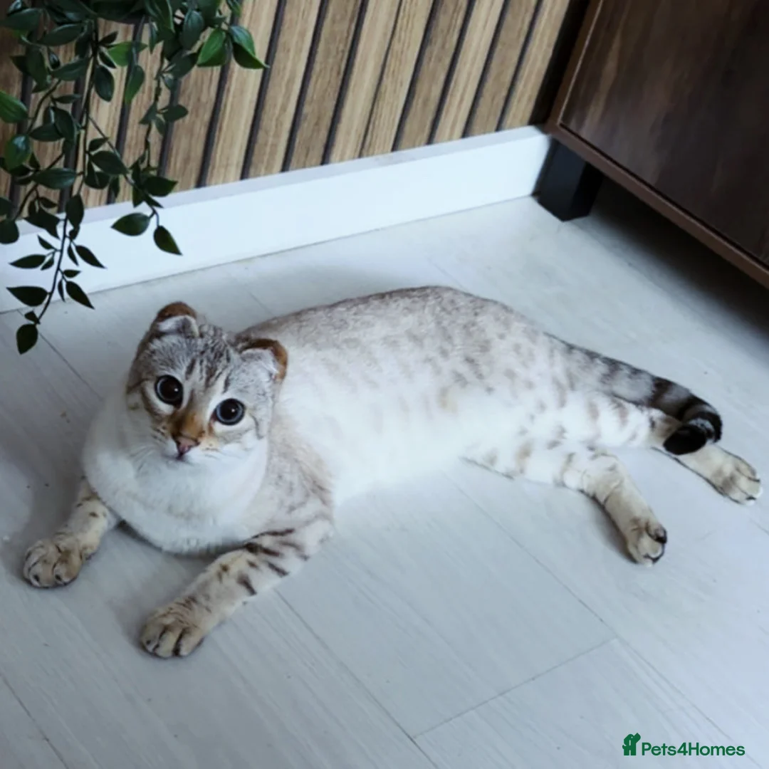 Bengal cats for sale: Bengal kittens  - Advert 1