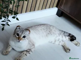 Bengal cats Bengal kittens - Advert 2