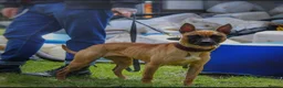 Mixed Breed dogs for sale: Dutch Herder X in Paignton in Paignton - Advert 3