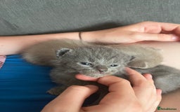 Ragdoll cats for sale: One beautiful blue boy Ragdoll x BSH - Image 18