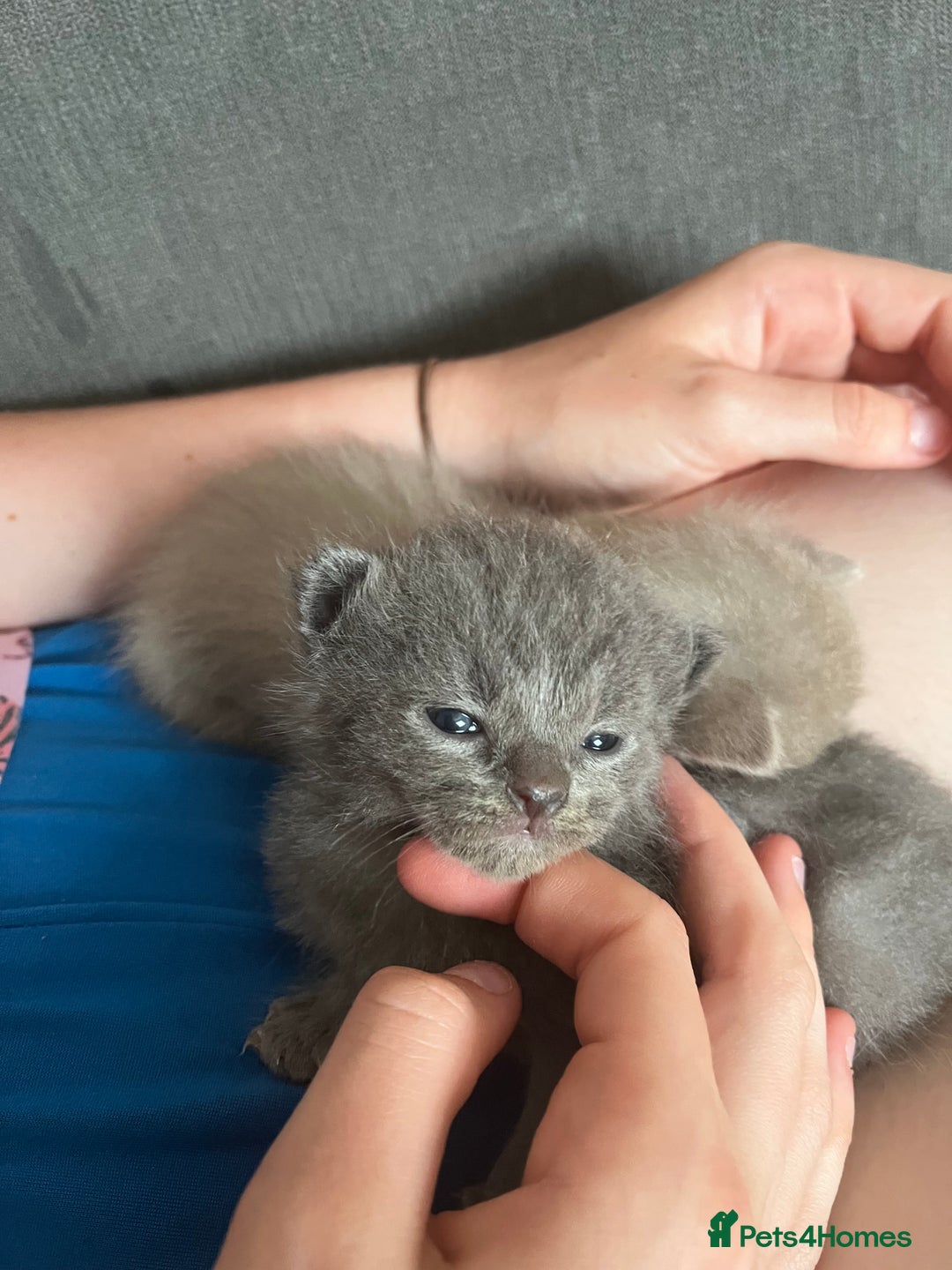 Ragdoll cats for sale: One beautiful blue boy Ragdoll x BSH - Image 18