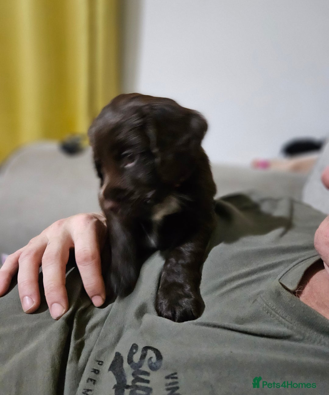 Cocker Spaniel dogs for sale: 5 stunning Cocker Spaniel puppies for sale.  - Advert 19