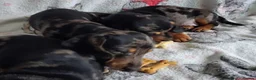 Miniature Dachshund dogs for sale: Stunning Dachshund pups *Ready now* - Advert 15