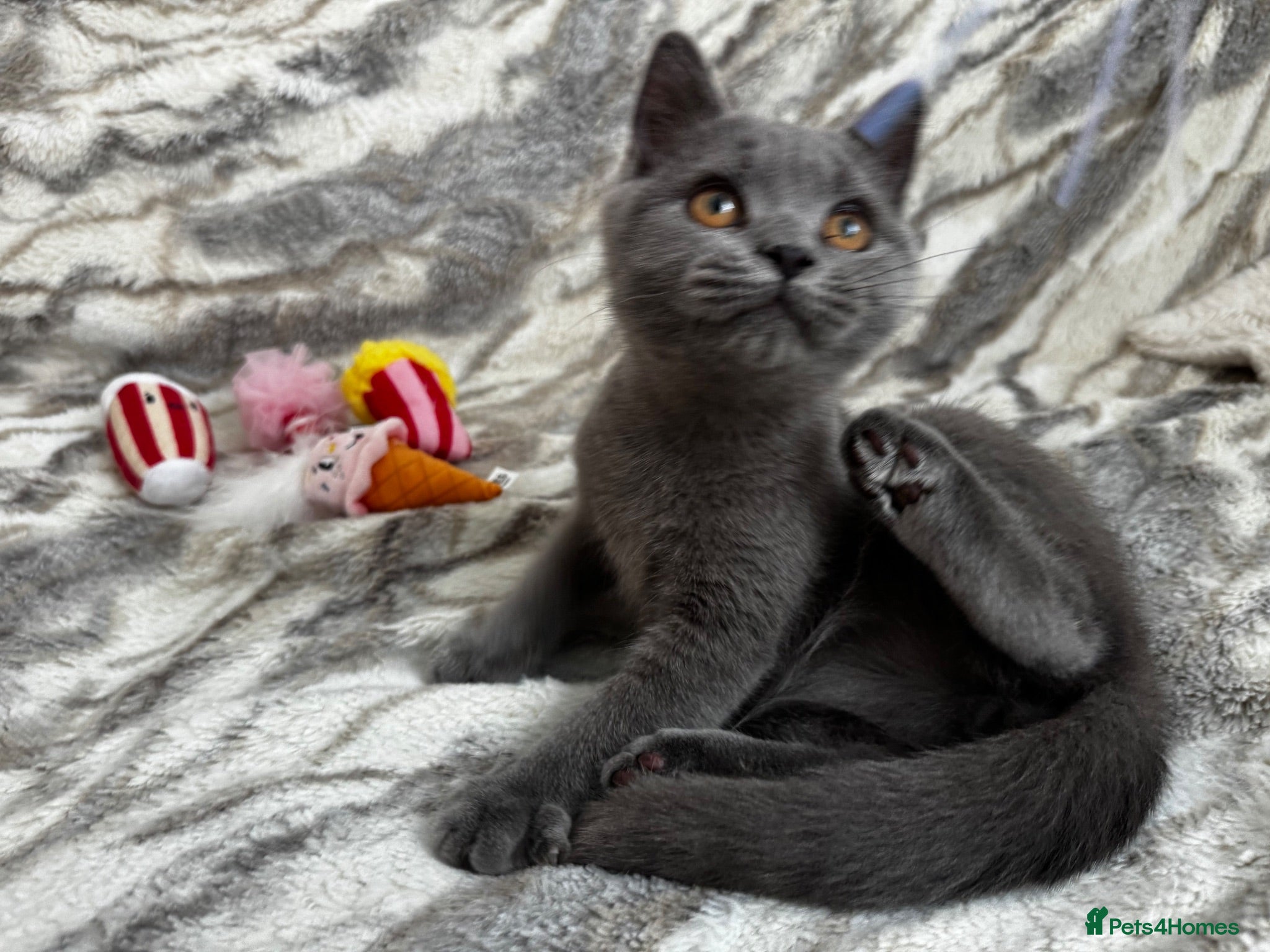 British Shorthair cats Registered gorgeous bsh boy. - Advert 4