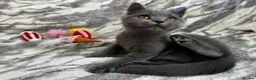 British Shorthair cats for sale: Registered gorgeous bsh boy. - Advert 1