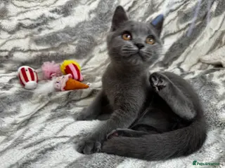 British Shorthair cats Registered gorgeous bsh boy. - Advert 4