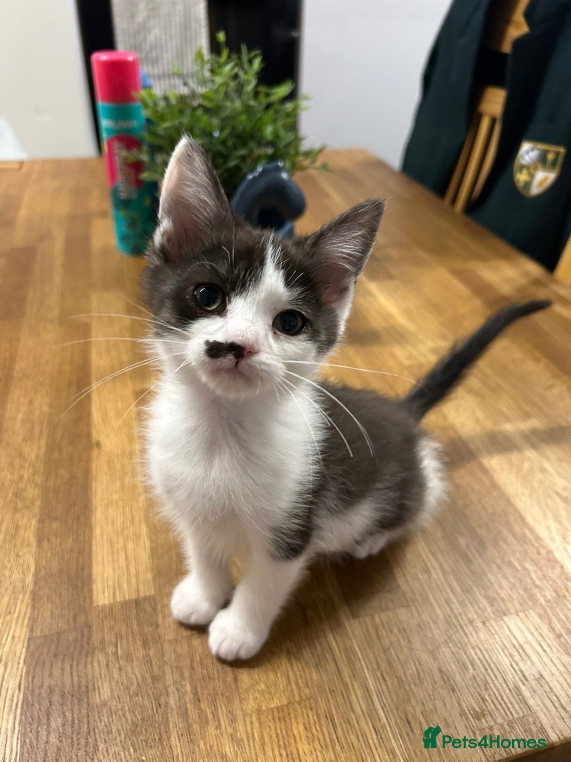 Mixed Breed cats MAINE COON CROSS KITTENS  - Advert 1