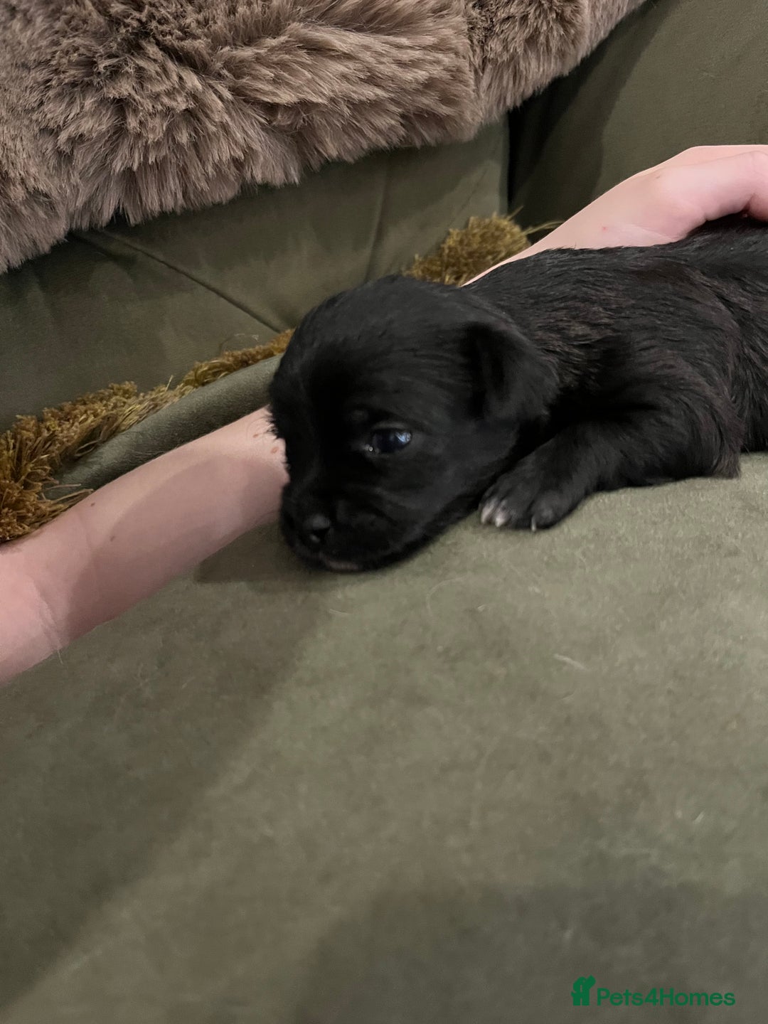 Mixed Breed dogs for sale: Malchi pups available  - Advert 16