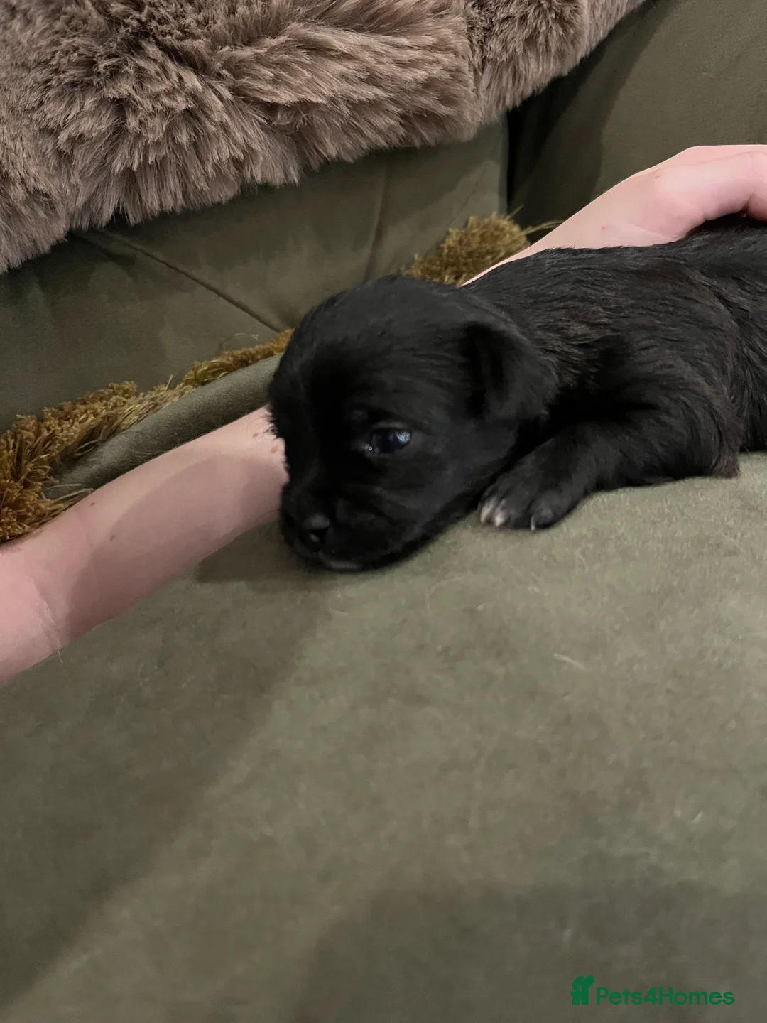 Mixed Breed dogs for sale: Malchi pups available  - Advert 21