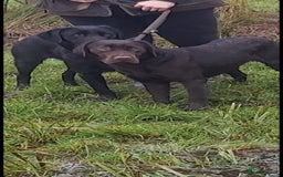 Labrador Retriever dogs for sale: Ready to go beautiful male labrador puppies - Image 8