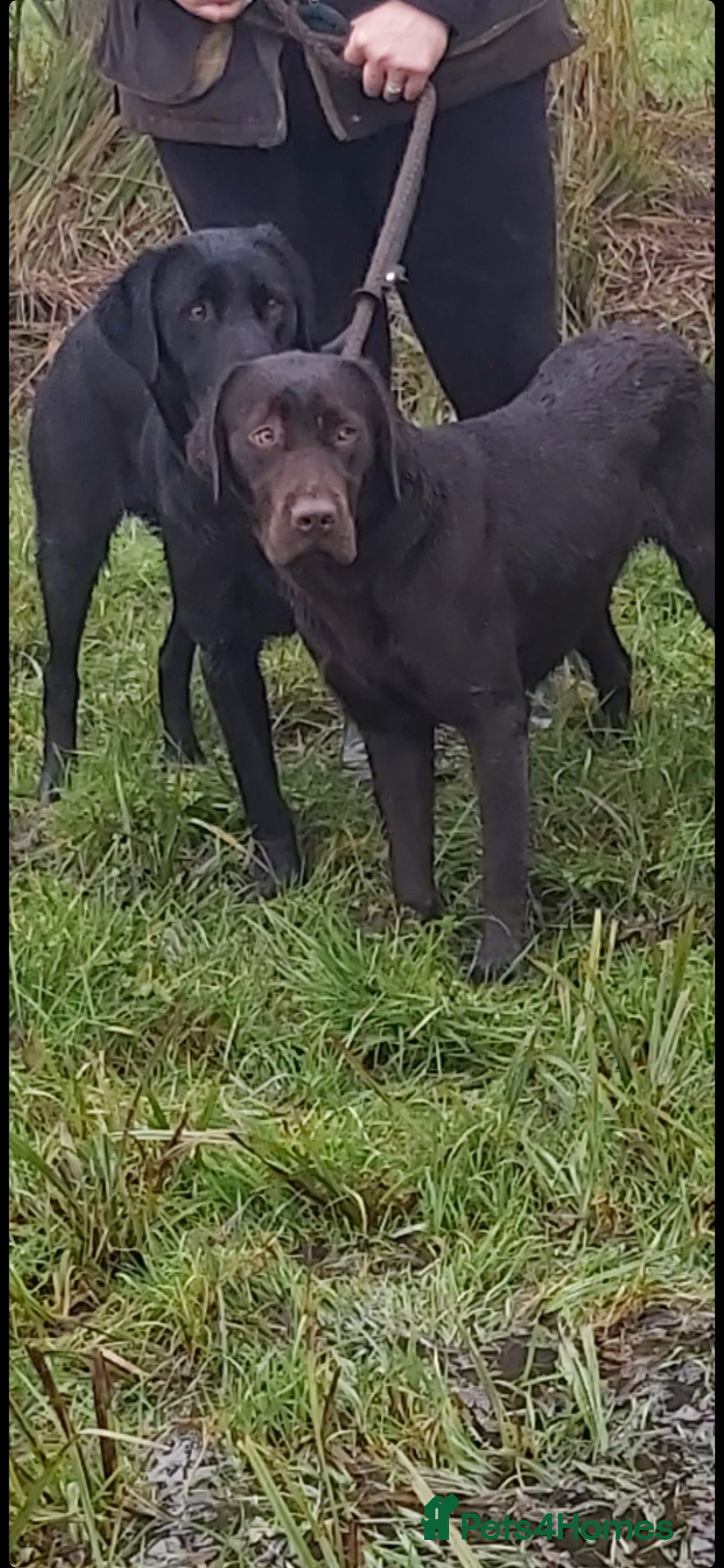 Labrador Retriever dogs for sale: Ready to go beautiful male labrador puppies - Image 8
