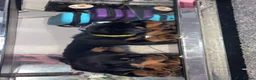 Rottweiler dogs for sale: 8 weeks take home old  Rottweiler puppy’s  - Advert 5