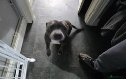 Staffordshire Bull Terrier dogs for sale: Kc Adult blue female staffordshire bull terrier  - Image 2