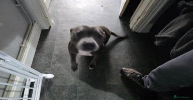 Staffordshire Bull Terrier dogs - Advert 3