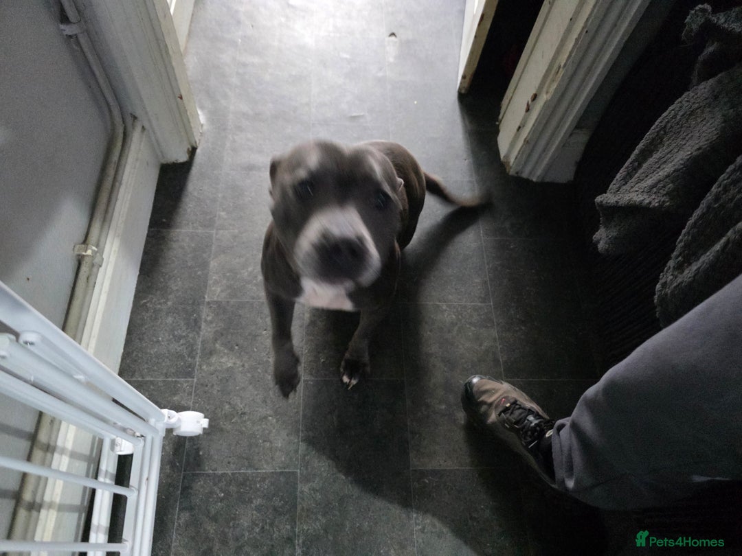 Staffordshire Bull Terrier dogs for sale: Kc Adult blue female staffordshire bull terrier  - Image 2