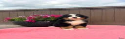 Bernese Mountain Dog dogs for sale: Kc bernese mountain puppies  - Advert 8