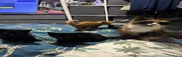 Mixed Breed cats for sale: Fluffy kittens ready now - Advert 6