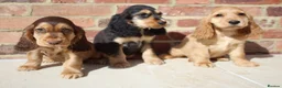 Cocker Spaniel dogs for sale: Kennel Club Registered Show Type Cocker puppies - Advert 11