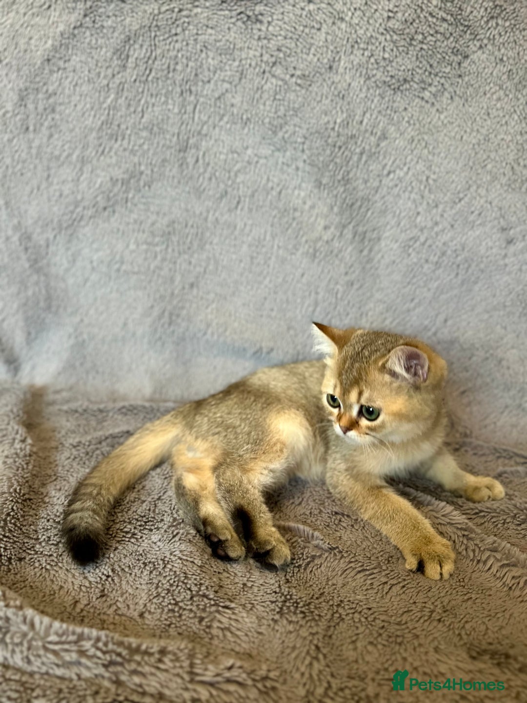 British Shorthair cats for sale: *READY NOW* TICA registered BSH kittens - Image 13
