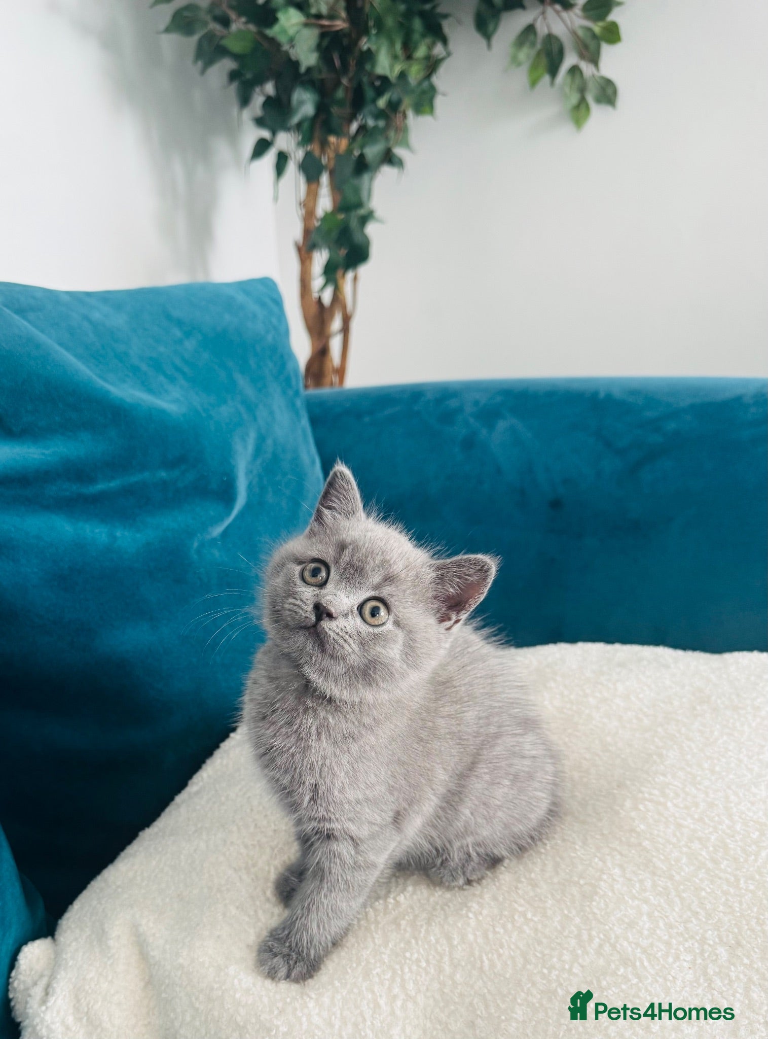 British Shorthair cats Ready now⭐️British shorthair kittens⭐️ - Advert 5