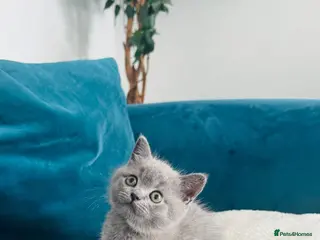 British Shorthair cats Ready now⭐️British shorthair kittens⭐️ - Advert 10