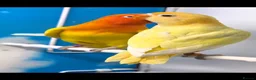 Lovebirds birds for sale: Lovebird Pairs with DNA.Can bring to Stafford Show - Advert 8